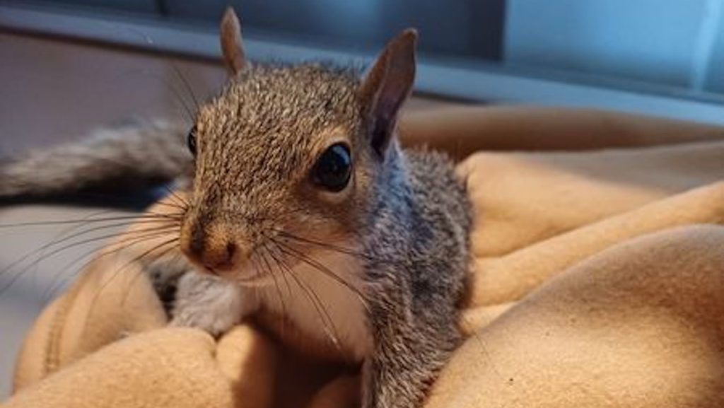 Rescued squirrel succumbs to cruelty-induced injuries despite best efforts