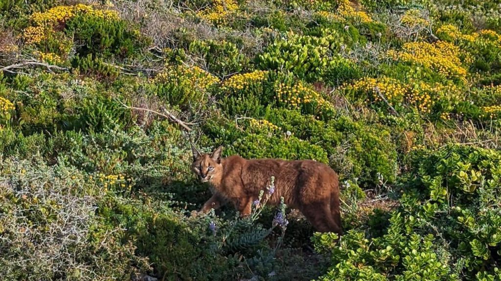 Look: Lucky encounters in Cape Point bring frame-worthy caracal snaps