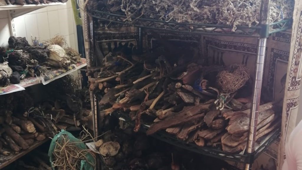 Cape Town shop owner arrested for possession of wild animal carcasses