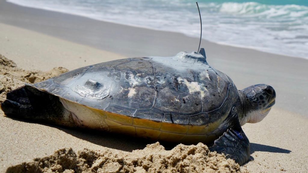 Bheni, a rehabilitated green turtle, returns to the ocean