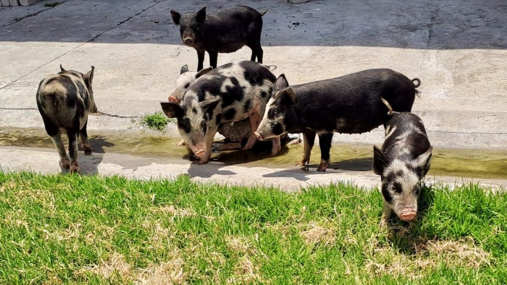 Animal Welfare Society of SA seeks support and food for rescued pigs