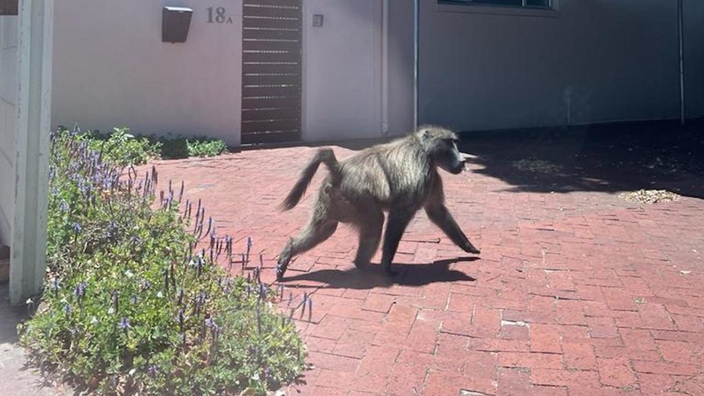 Look: A baboon was spotted roaming the streets of Tokai