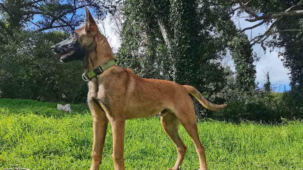 Crime-fighting k9 Seeff always steals the show at Constantia Watch