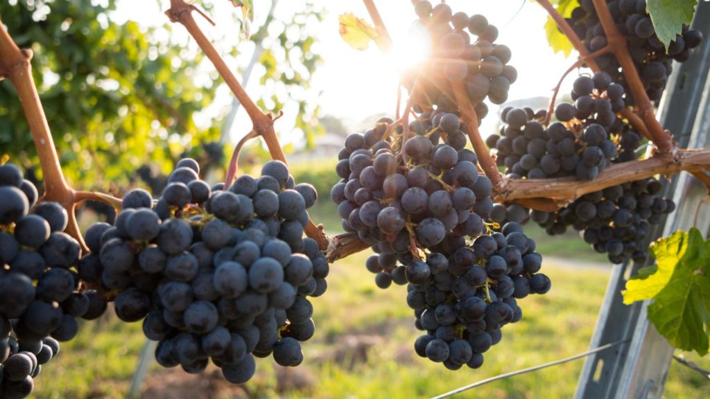 Wine grape producers expect a promising harvest for 2024
