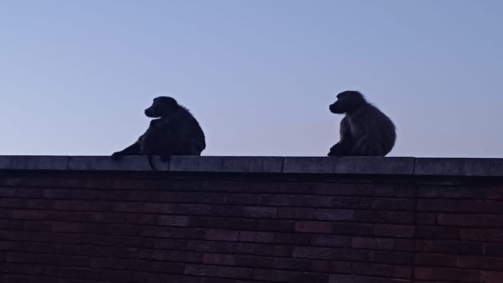 Distressed baboons seek refuge as the Simon's Town fire rages on