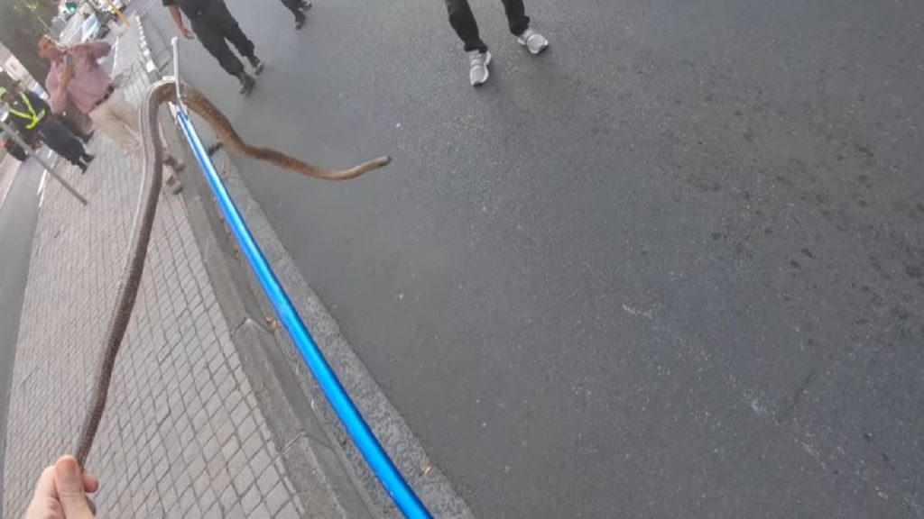 Why did the Cape Cobra cross the road?