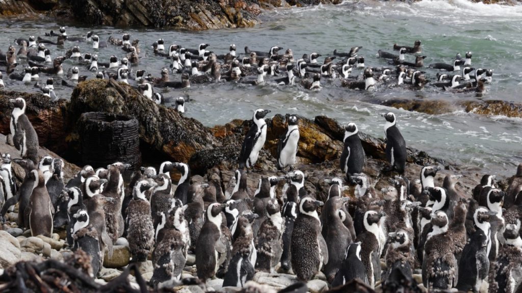 Safeguarding African penguin chicks during the moulting season
