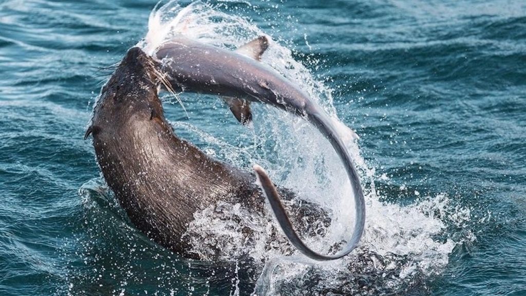 Watch: Cape fur seal thrashes thresher shark in nature showdown