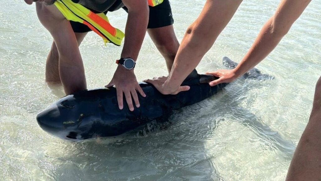 Officials and the public rally to assist beached whales in Melkbosstrand