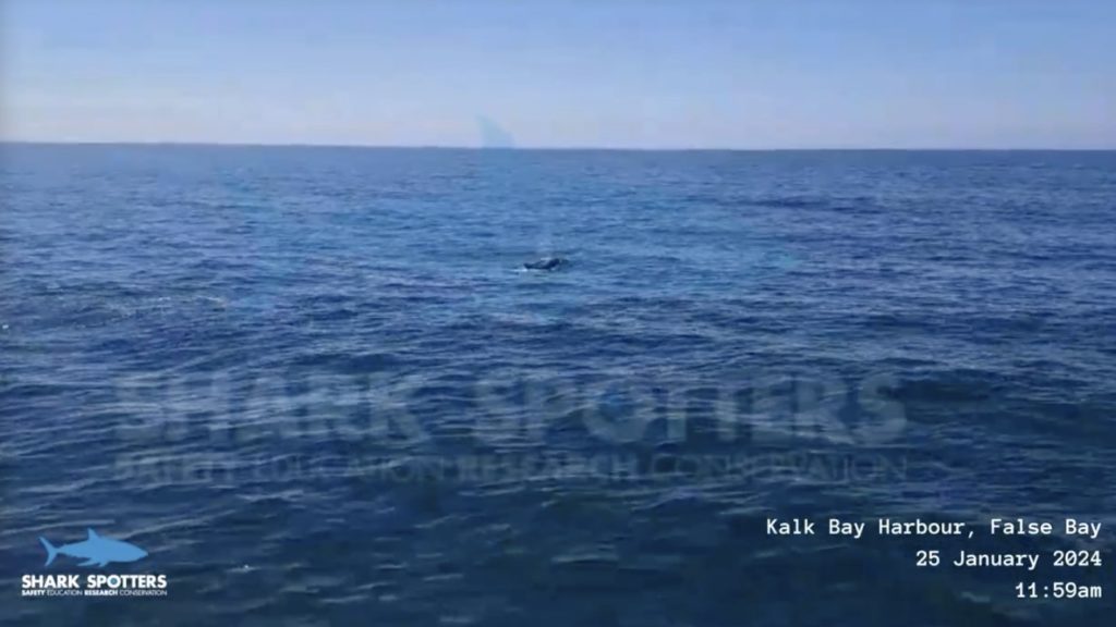 Watch: Orcas Port and Starboard seen in Kalk Bay