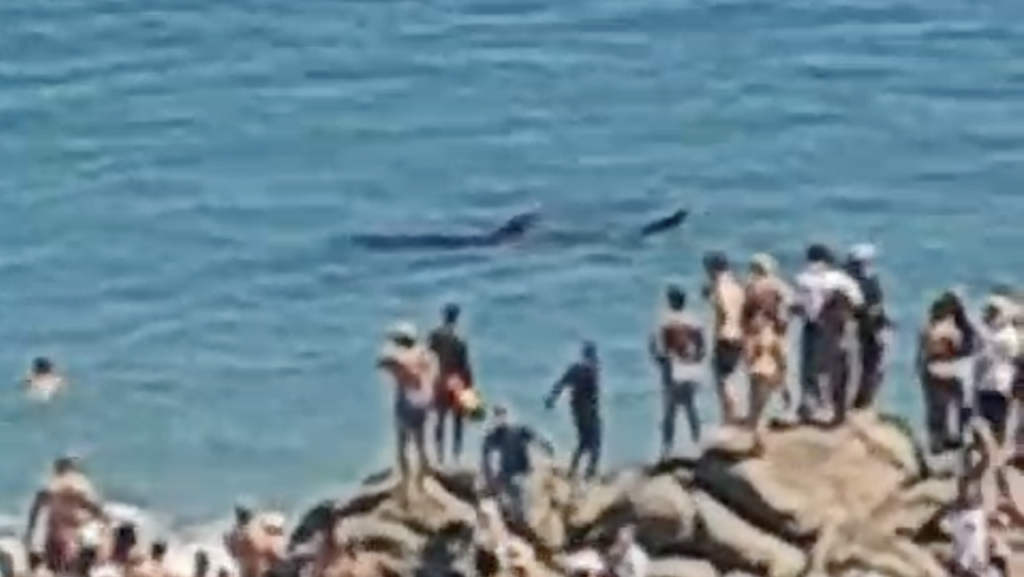 Public urged to not harass whale shark spotted at Clifton Beach