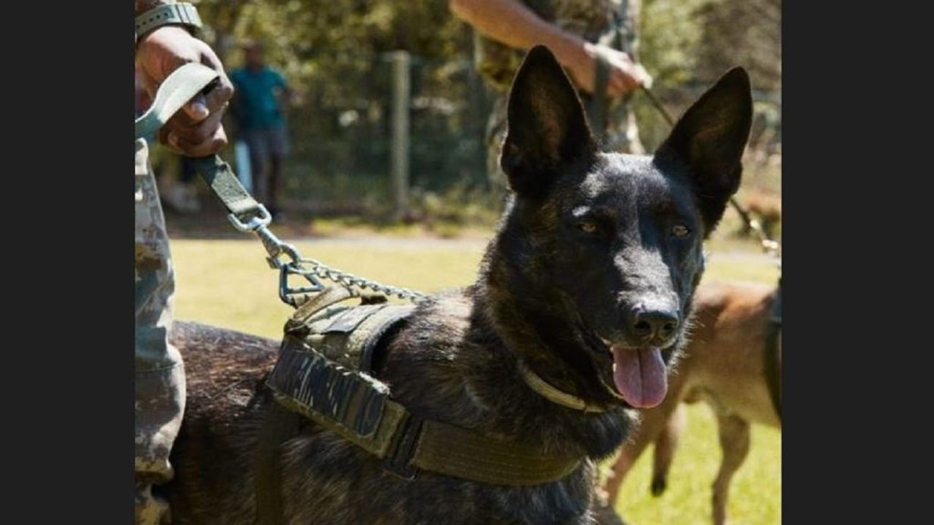 K9 Hailey takes down poacher after high-speed chase in Simon's Town