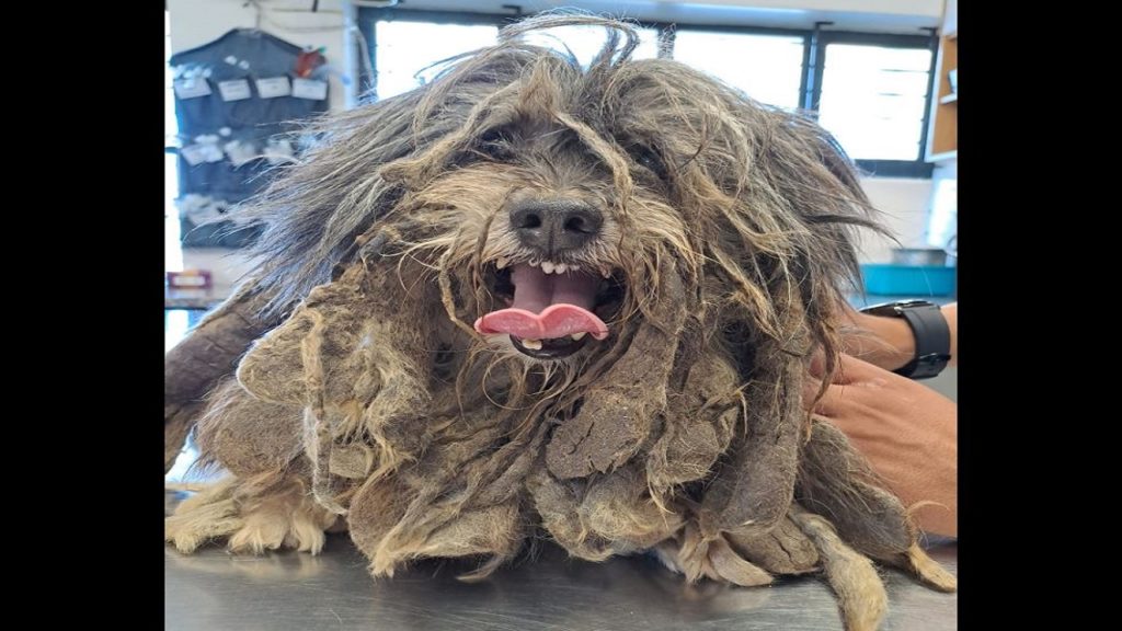 Severely neglected dogs covered in faeces, fleas and matted fur rescued