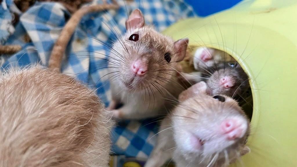 SPCA guardian finds six rats abandoned in their cage on a public field