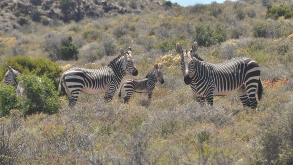 CapeNature welcomes birth of one-of-a-kind zebra at Sanbona