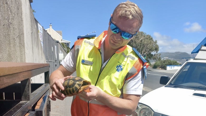 A tortoise returns to the wild after being rescued from a recycling bin