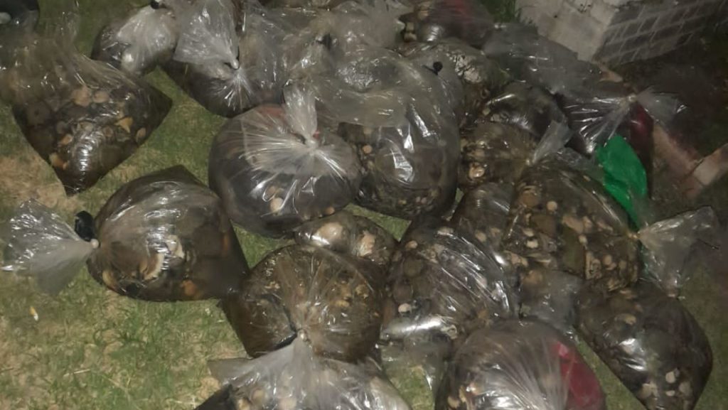 Suspect caught with 5200 abalone pieces after high-speed chase