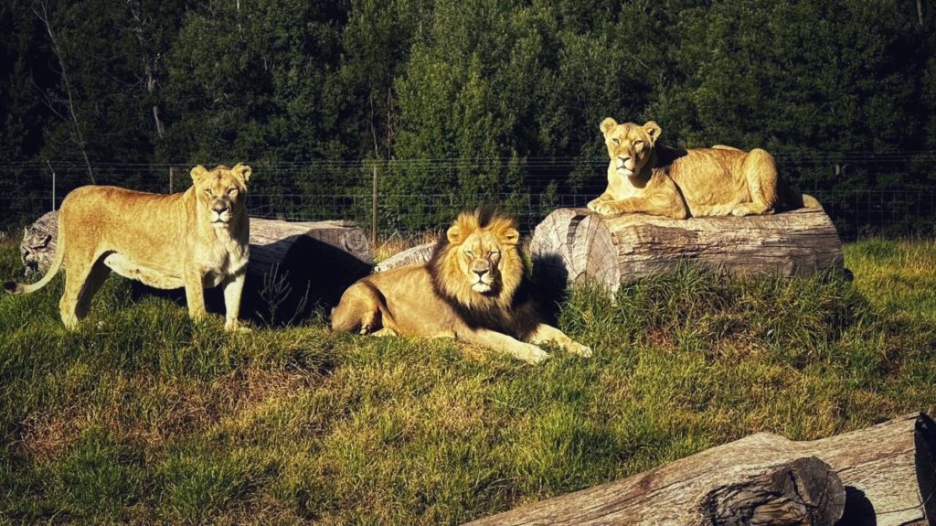 Three lions euthanised after suffering severe burns in Fairy Glen blaze
