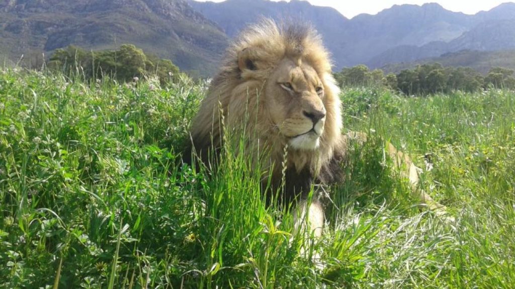 SAPA donates three lions to Fairy Glen Nature Reserve after wildfire loss