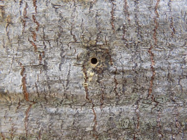 Holes the size of 'sesame seeds' are a good indication of whether a tree is infected with a PSHB.
