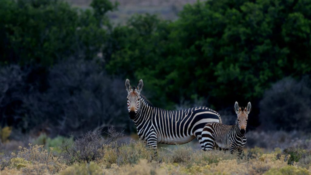 Sanbona Wildlife Reserve: Taking 'safari stay' one step further