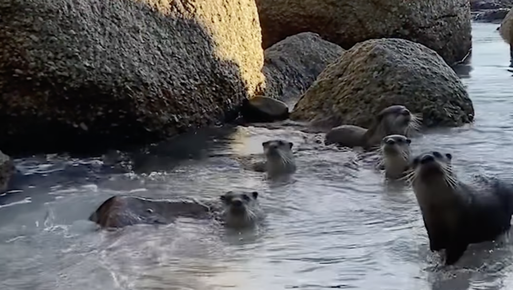 Watch: An otterly lucky encounter near Camps Bay Beach