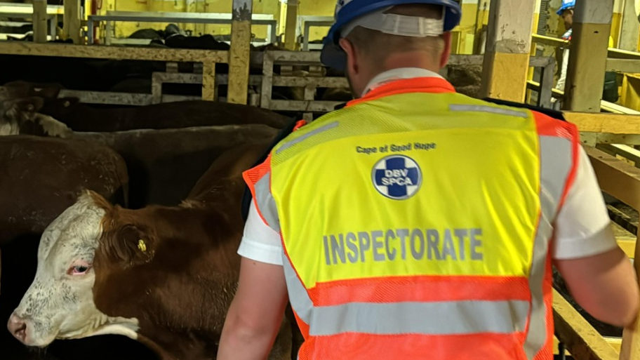 Transnet allowed livestock carrier to dock for the sake of animal welfare
