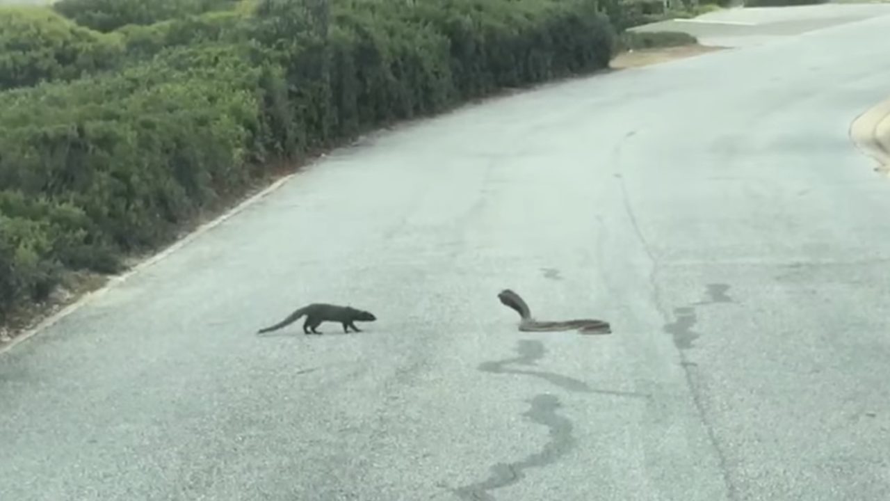 Watch: Cape grey mongooses in stand-off with Cape cobra