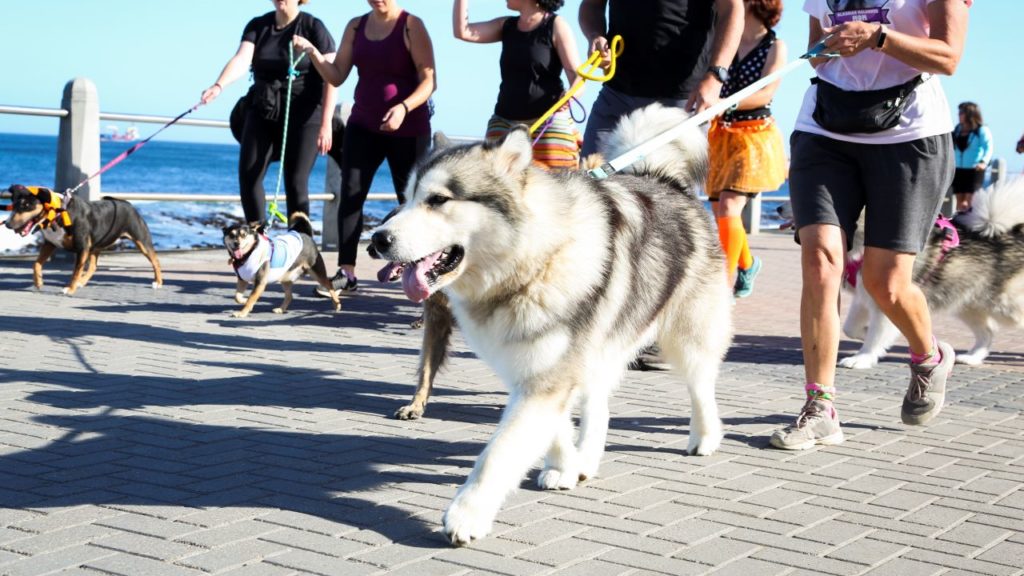 Paws on the Promenade: The ultimate autumn dog walk fundraiser returns