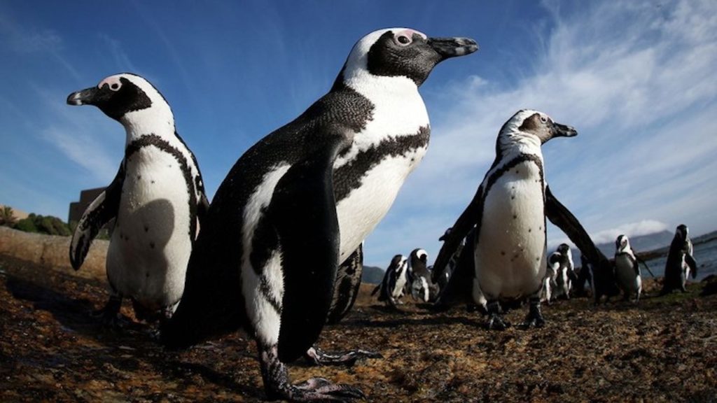 Minister Creecy's recent decision will leave African penguins to go extinct, say bird groups