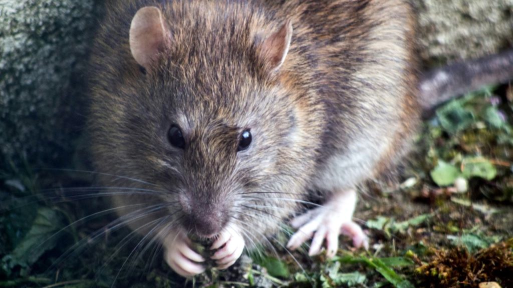 Rat plague infestation sparks desperation among Claremont residents