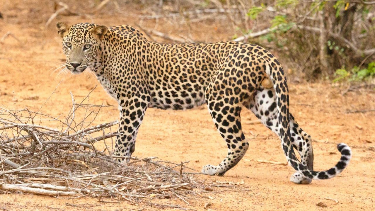 Cape Town couple survives leopard attack while camping