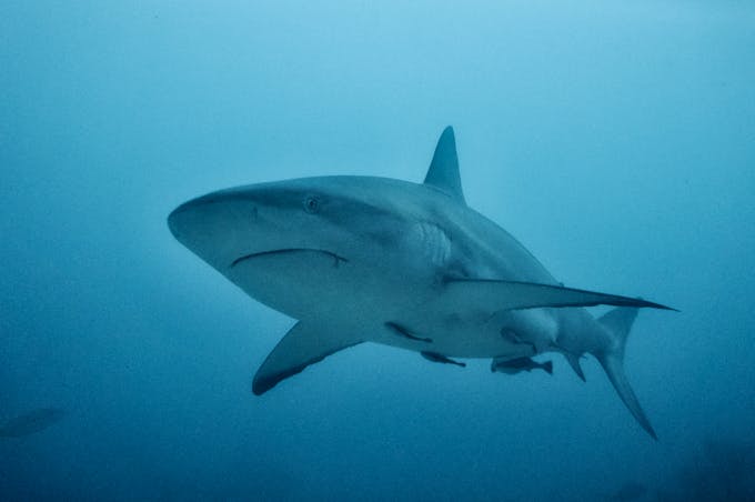 Protection of white sharks urged as sightings along coast plummet