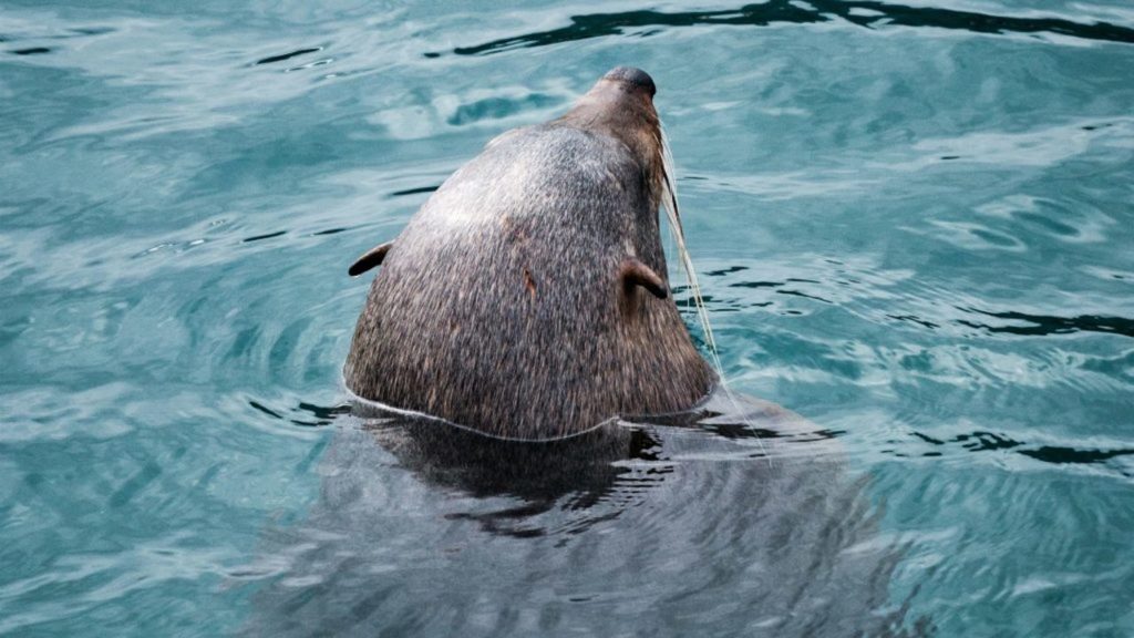 Seal leaves tourists injured after attacking group of scuba divers