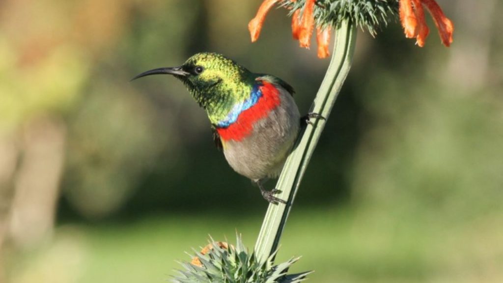 Schools are helping sunbirds find their old routes across Cape Town