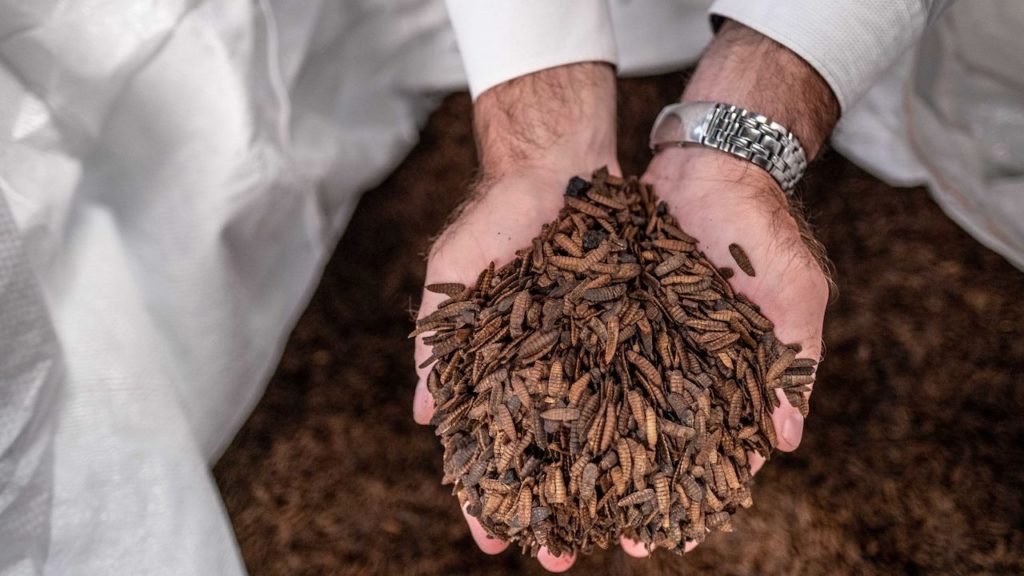 Buzzing breakthrough: CT farmer's flies are revolutionising pet food