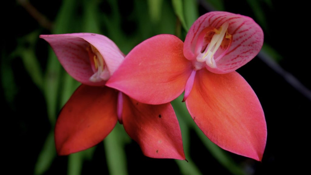 Enjoy the Cape Orchid Society Autumn Show 2024 in Constantia