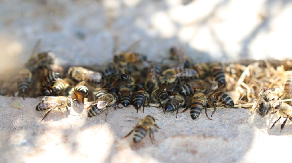 WC conference sheds light on Cape honeybee struggles