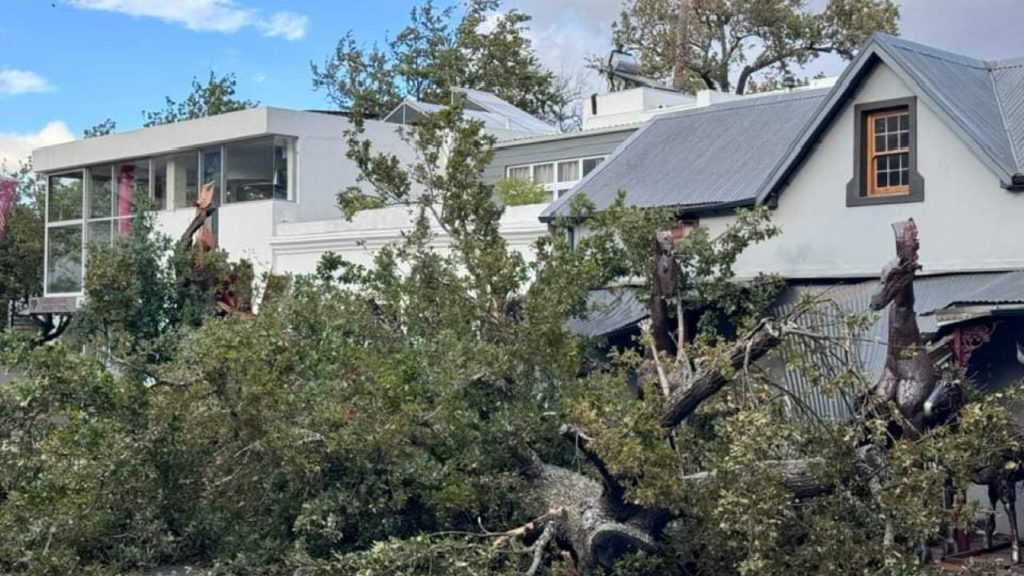 Stellenbosch Wine Routes to plant 1000 trees after storm damage