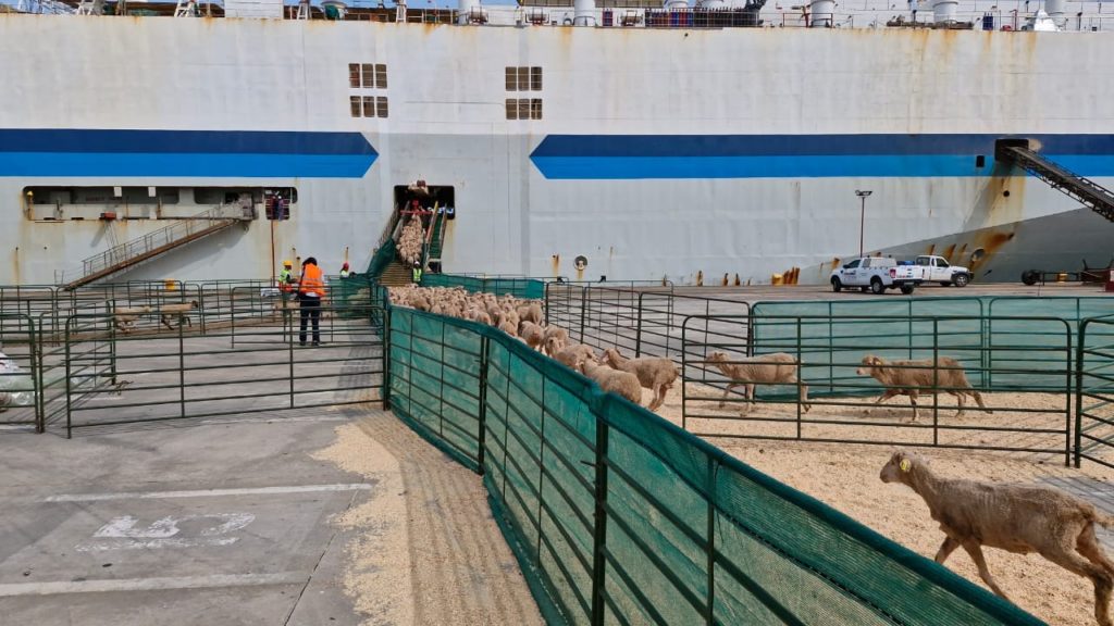 Death ship update: NSPCA confirms presence of infectious disease outbreak