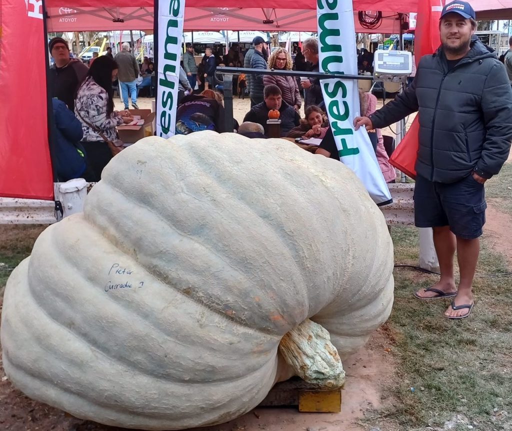 Nuy Valley pumpkin takes title for largest in southern hemisphere