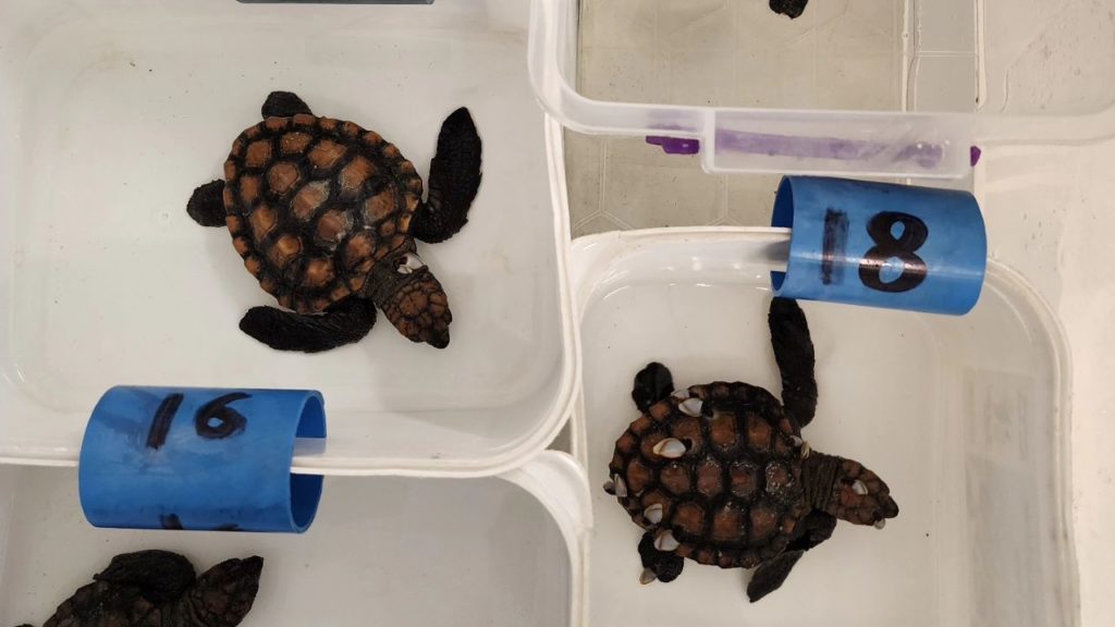 80 loggerhead turtles rescued along WC coastlines amid storms