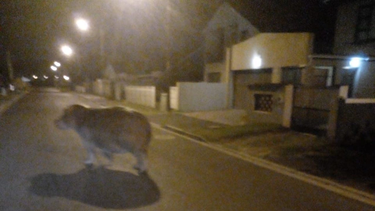 Watch: Hippo spotted strolling the streets of Grassy Park