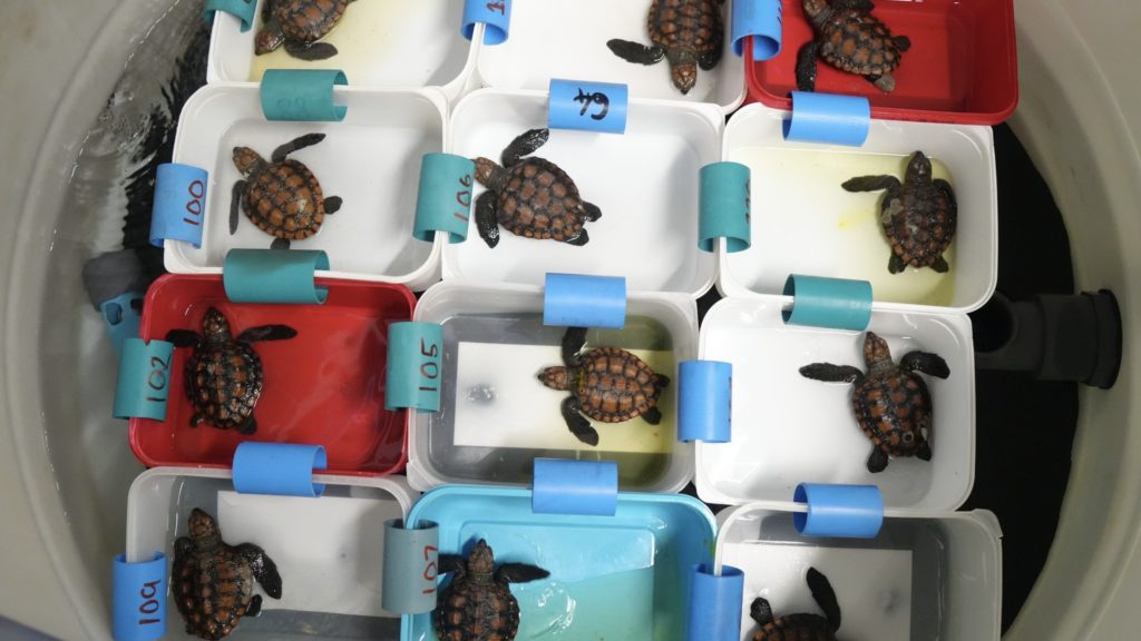 Turtle conservation faces financial challenge amid record hatchlings