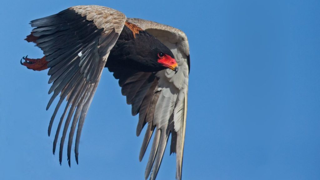 Inspiration for De Wetshof’s Bateleur Chardonnay is South Africa’s Bird of the Year