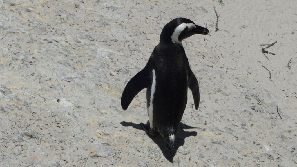 Honey badger kills endangered penguins at nature reserve