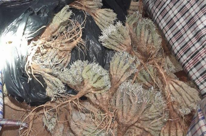 Two arrested for possession of protected plants worth R2.4 million in WC