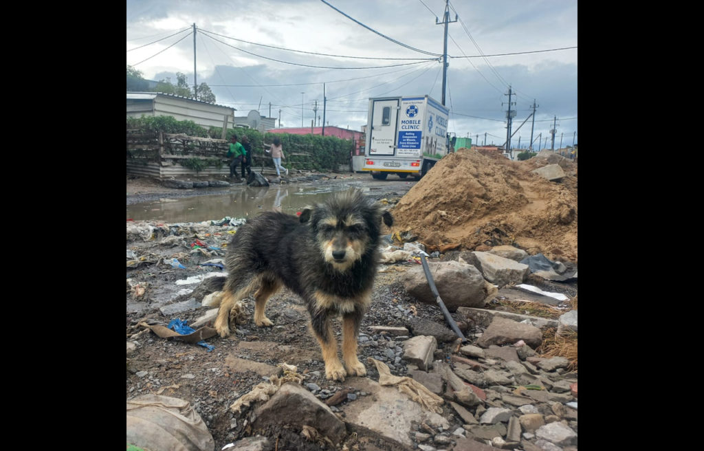 SPCA continues operations despite persistent rain and strong winds