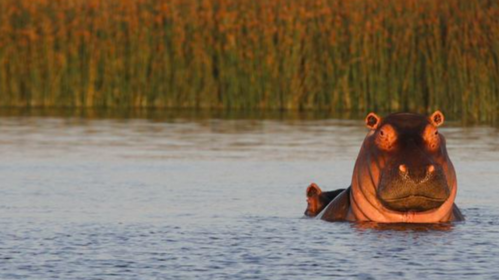 Cape Town's legendary hippos at False Bay Nature Reserve