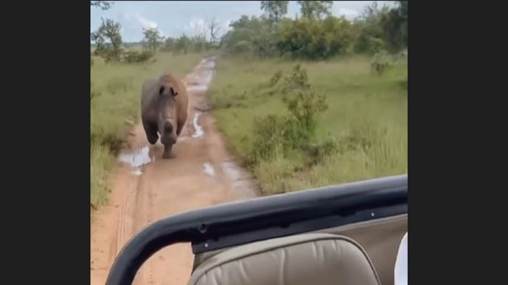Video shows rhino chasing safari vehicle for a kilometre on game drive